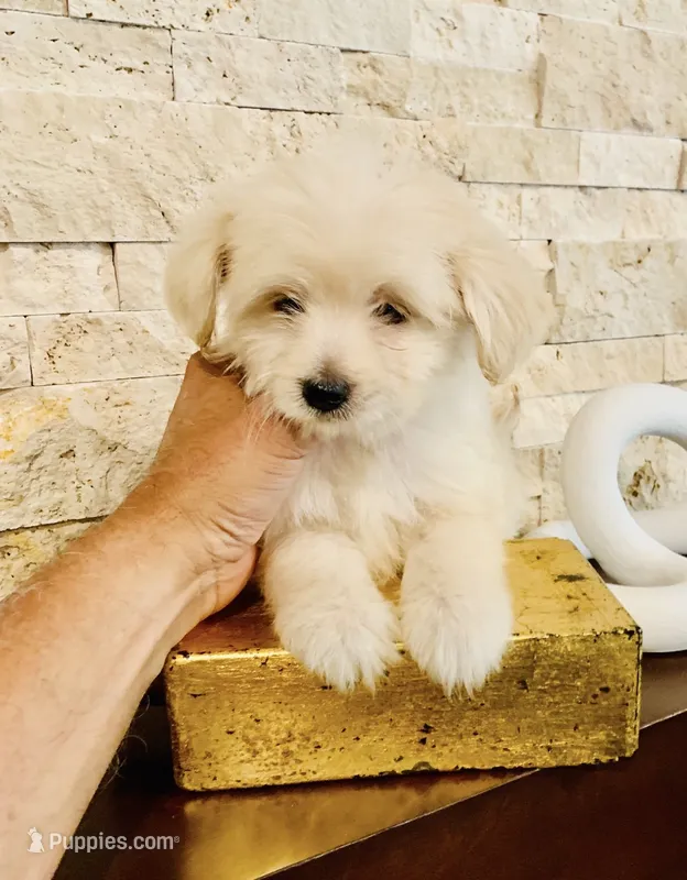 TEDDY  – Maltipoo, Poodle - Toy  puppy for sale in San Diego, CA
