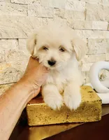 TEDDY , a male Maltipoo and Poodle - Toy  for sale in San Diego, CA – 1 of 1