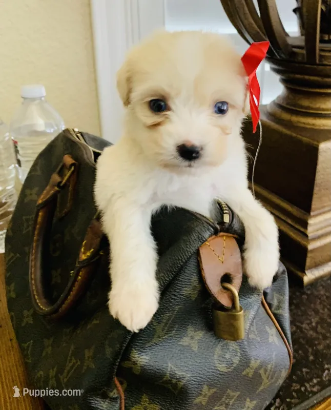 No name yet – Maltipoo, Poodle - Toy  puppy for sale in San Diego Country Estates, CA