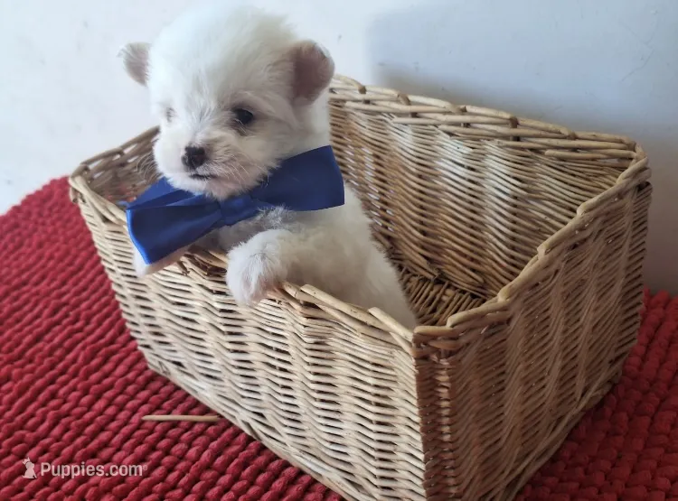 FLUFFY – Maltipoo, Poodle - Toy  puppy for sale in San Diego Country Estates, CA