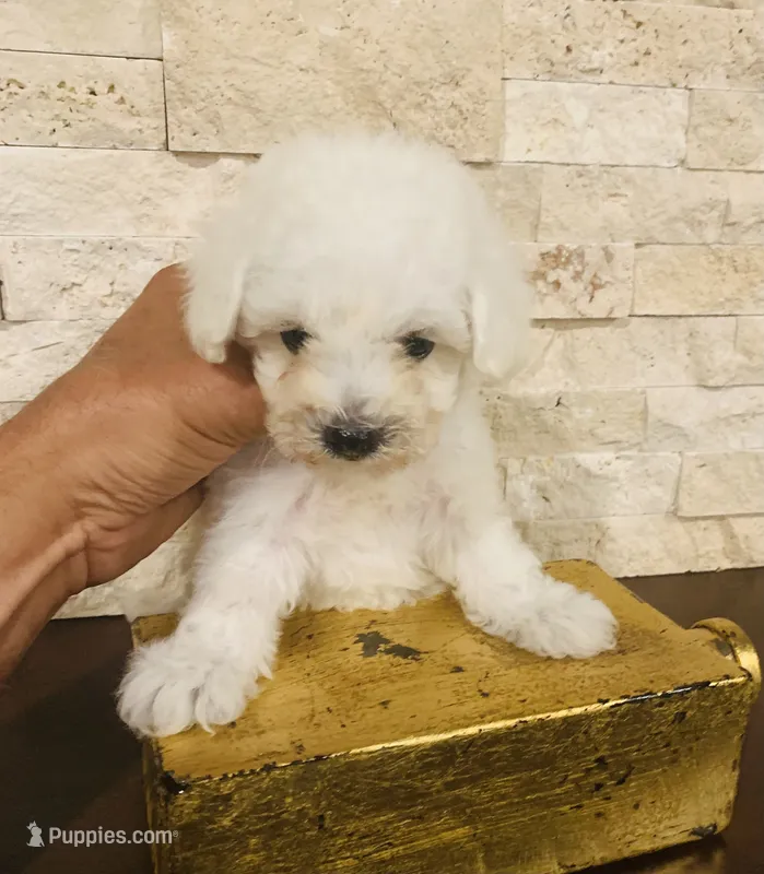 precu – Maltipoo, Poodle - Toy  puppy for sale in San Diego, CA