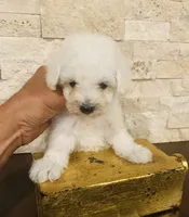 precu, a female Maltipoo and Poodle - Toy  for sale in San Diego, CA – 1 of 1