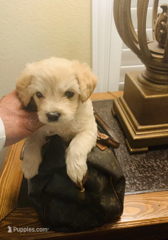 PUP – Maltipoo, Poodle - Toy  puppy for sale in San Diego Country Estates, CA