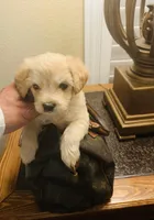 PUP, a male Maltipoo and Poodle - Toy  for sale in San Diego Country Estates, CA – 1 of 1