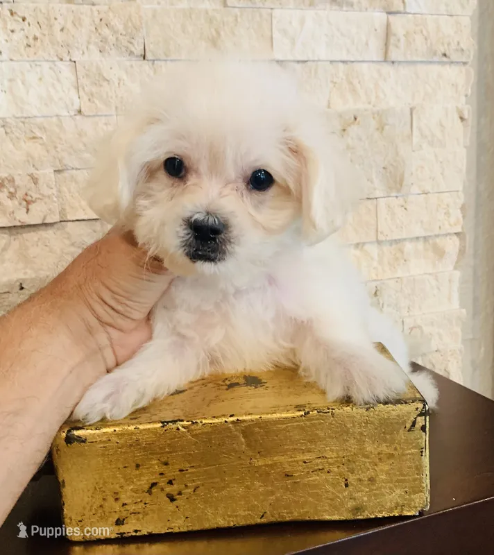 TEDDY – Maltipoo, Poodle - Toy  puppy for sale in San Diego, CA