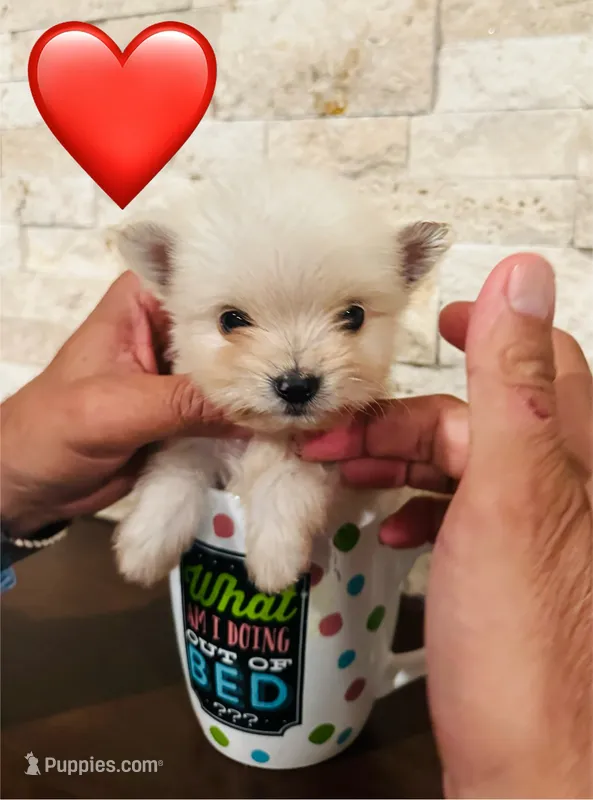 PRECIOUS  – Maltipoo, Poodle - Toy  puppy for sale in San Diego Country Estates, CA