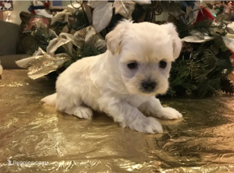 PUP – Maltipoo, Poodle - Toy  puppy for sale in San Diego Country Estates, CA