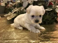 PUP, a male Maltipoo and Poodle - Toy  for sale in San Diego Country Estates, CA – 1 of 1