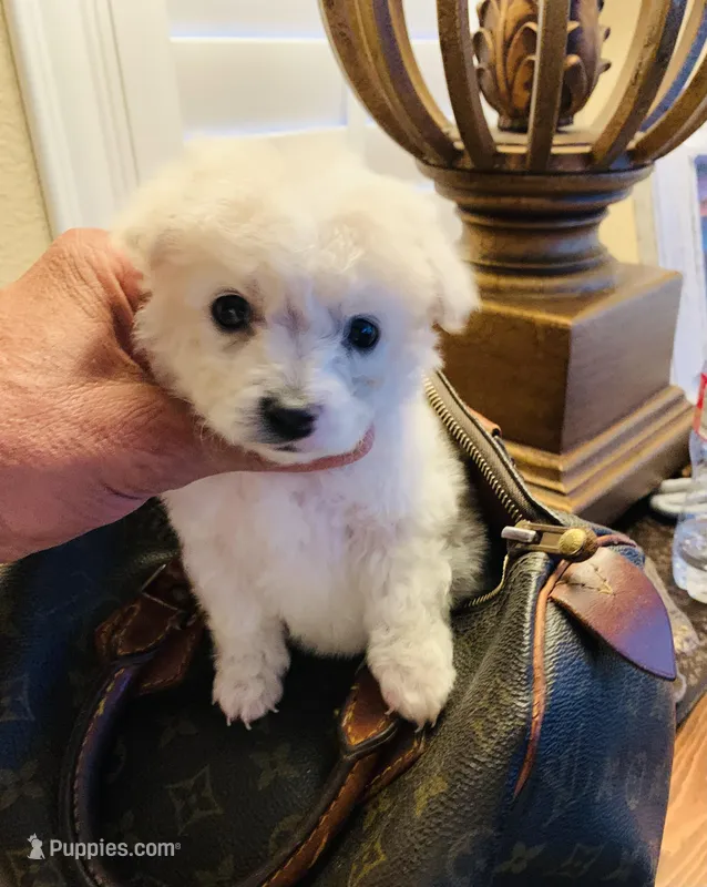 FLUFFY – Maltipoo, Poodle - Toy  puppy for sale in San Diego Country Estates, CA