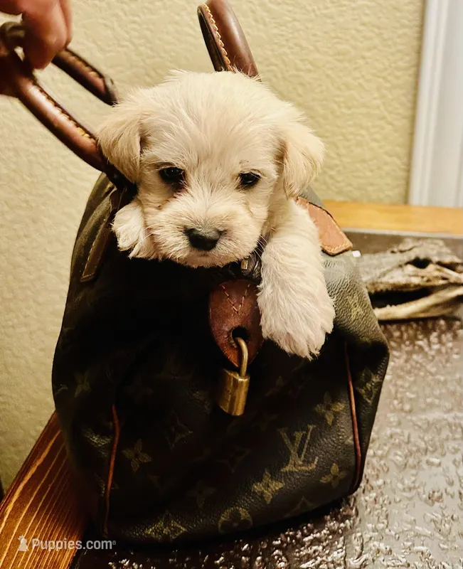 FLUFFY – Maltipoo, Poodle - Toy  puppy for sale in San Diego Country Estates, CA