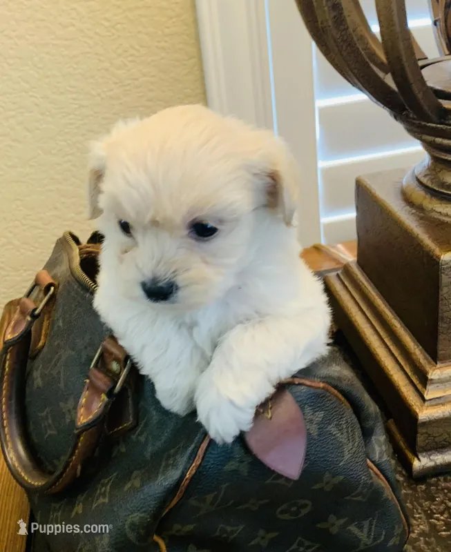 FLUFFY – Maltipoo, Poodle - Toy  puppy for sale in San Diego Country Estates, CA