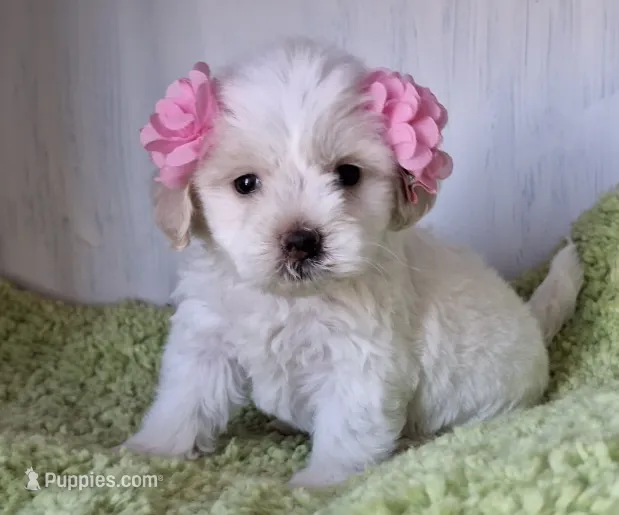 Coco – Maltipoo puppy for sale in San Diego Country Estates, CA