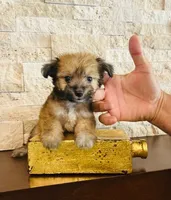 COCO, a female Maltipoo and Poodle - Toy  for sale in San Diego, CA – 1 of 1