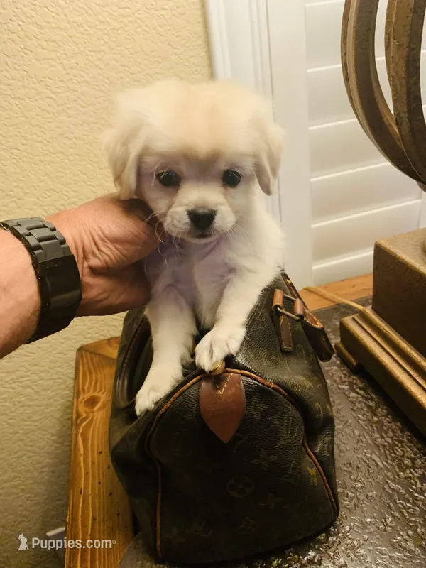 PRECIOUS  – Maltipoo, Poodle - Toy  puppy for sale in San Diego Country Estates, CA