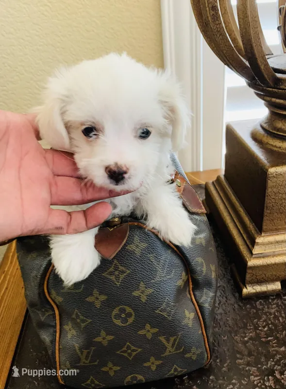 PRECIOUS  – Maltipoo, Poodle - Toy  puppy for sale in San Diego Country Estates, CA