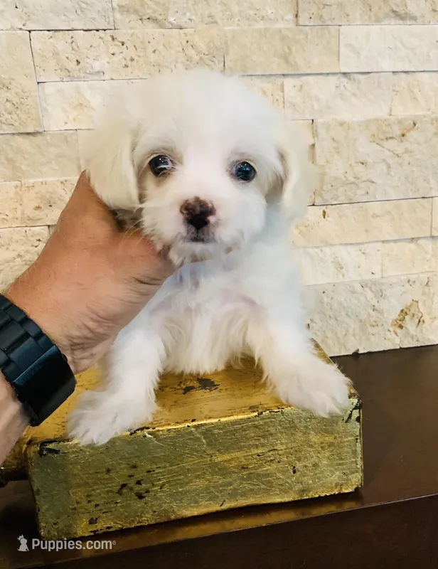 PRECIOUS  – Maltipoo, Poodle - Toy  puppy for sale in San Diego Country Estates, CA