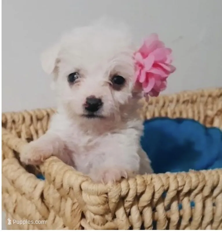 COCO, a female Maltipoo and Poodle - Toy  for sale in San Diego Country Estates, CA – Photo 1 of 1