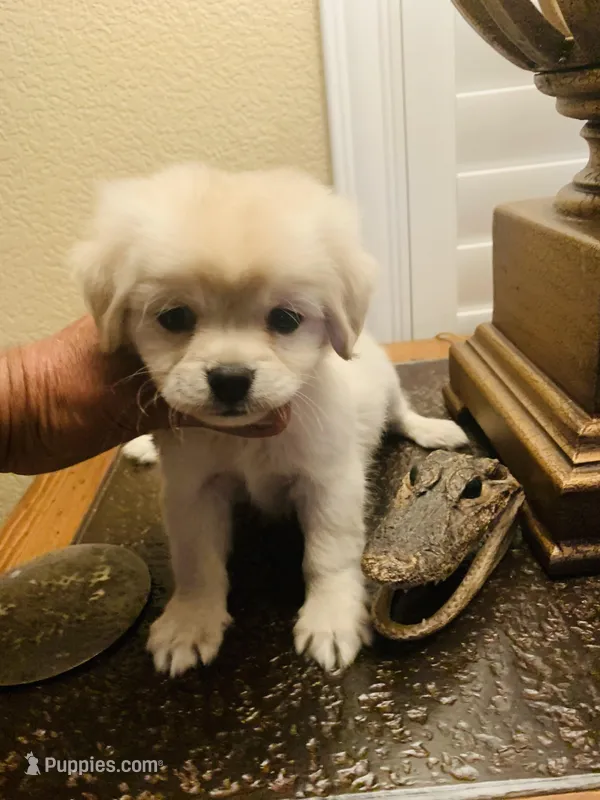 PRECIOUS  – Maltipoo, Poodle - Toy  puppy for sale in San Diego Country Estates, CA