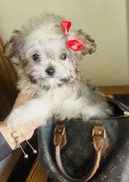 precious , a female Maltipoo and Poodle - Toy  for sale in San Diego Country Estates, CA – Photo 2 of 2