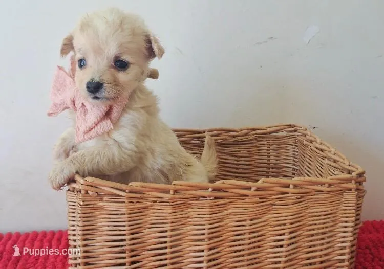 PRECIOUS  – Maltipoo, Poodle - Toy  puppy on hold in San Diego Country Estates, CA