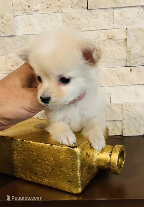 COCO – Maltipoo, Poodle - Toy  puppy for sale in San Diego Country Estates, CA