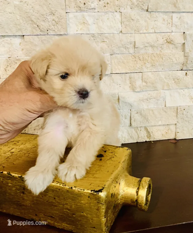 Precious  – Maltipoo puppy for sale in San Diego Country Estates, CA