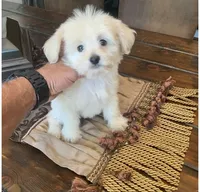 FLUFFY , a male Maltipoo and Poodle - Toy  for sale in San Diego, CA – 1 of 1