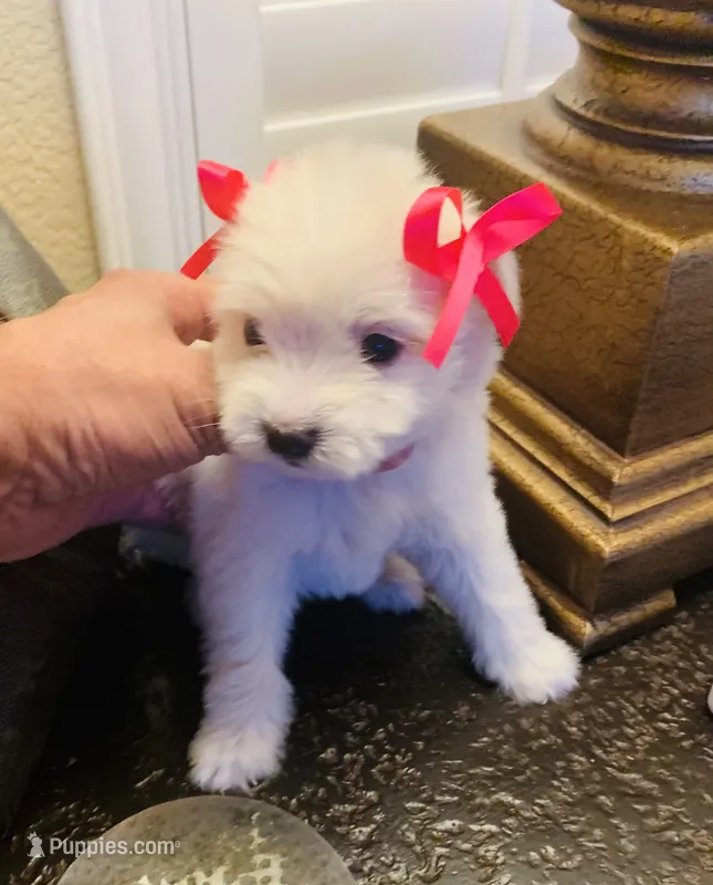 precious  – Maltipoo, Poodle - Toy  puppy for sale in San Diego, CA