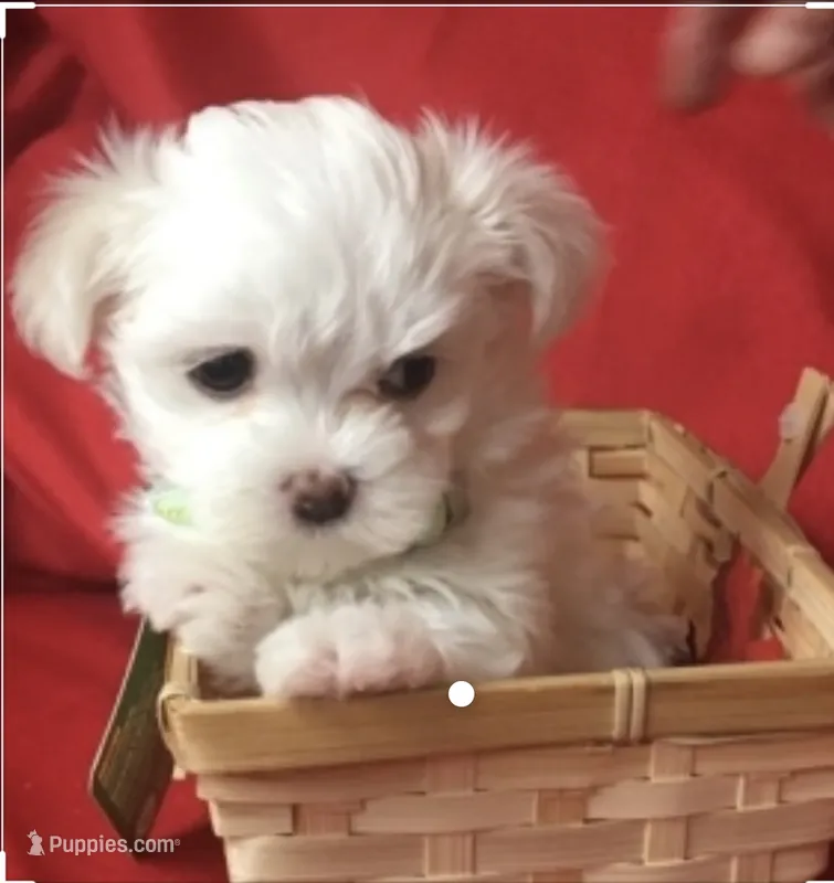 BUDDY – Maltipoo, Maltese puppy for sale in San Diego, CA