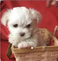 BUDDY, a male Maltipoo and Maltese for sale in San Diego, CA – 1 of 1