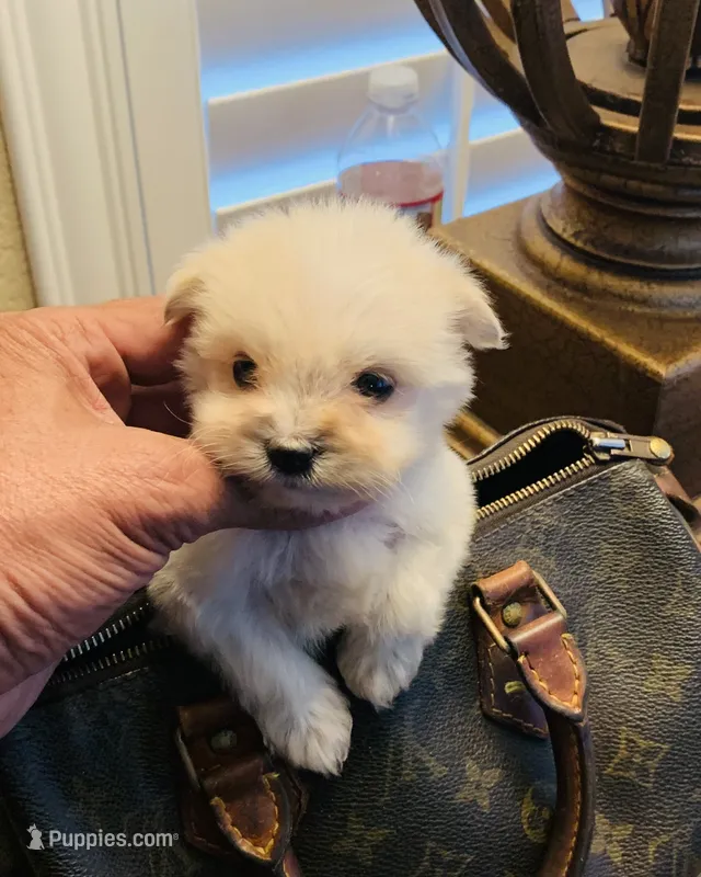 pup – Maltipoo, Poodle - Toy  puppy for sale in San Diego Country Estates, CA