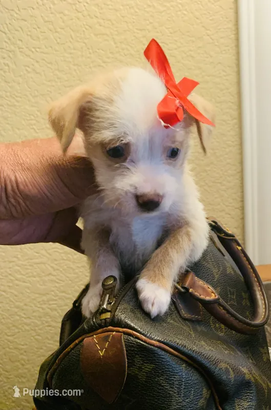 No name yet  – Maltipoo, Poodle - Toy  puppy for sale in San Diego Country Estates, CA