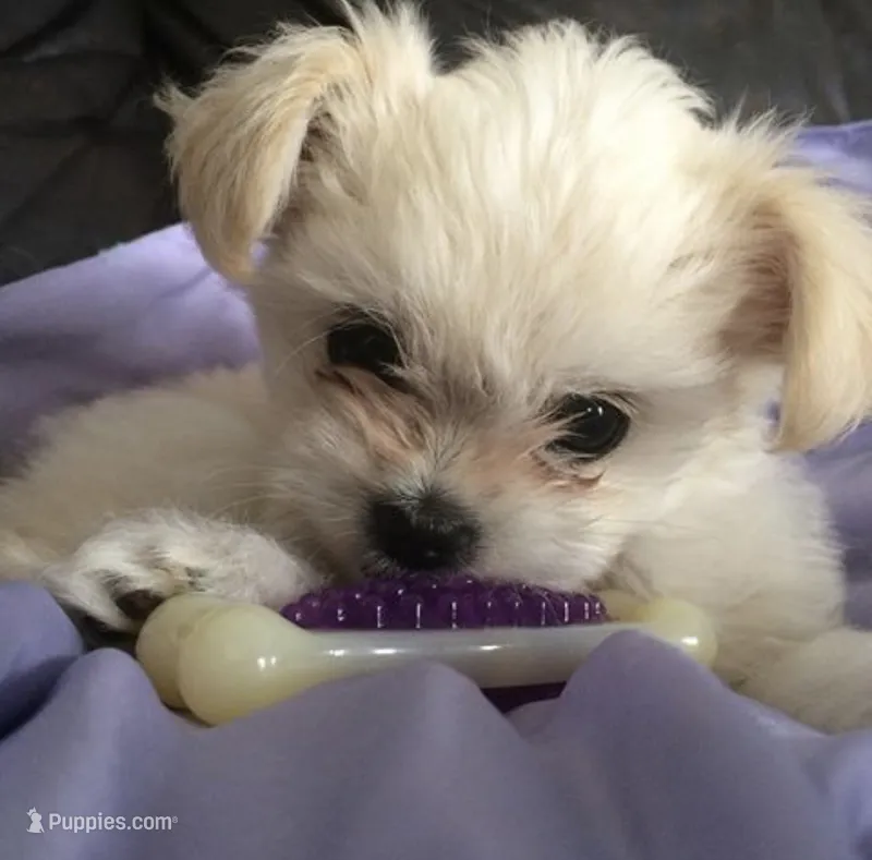 No Name Yet – Maltipoo, Maltese puppy for sale in San Diego, CA