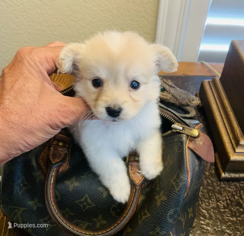 Fluffy – Maltipoo, Poodle - Toy  puppy for sale in San Diego Country Estates, CA
