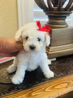 precious , a female Maltipoo and Poodle - Toy  for sale in San Diego, CA – 1 of 1