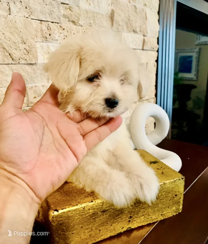 FLUFFY  – Maltipoo, Poodle - Toy  puppy for sale in San Diego, CA