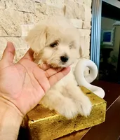 Charlie , a male Maltipoo and Poodle - Toy  for sale in San Diego, CA – 1 of 1