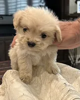No name , a male Maltipoo for sale in San Diego Country Estates, CA – 1 of 1