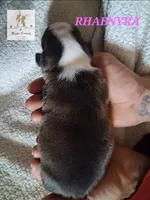 Rhaenyra, a female Boston Terrier for sale in Colorado Springs, CO – Photo 3 of 6