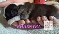 Rhaenyra, a female Boston Terrier for sale in Colorado Springs, CO – Photo 5 of 6