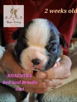 Rhaenyra, a female Boston Terrier for sale in Colorado Springs, CO – Photo 1 of 6