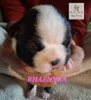 Rhaenyra, a female Boston Terrier for sale in Colorado Springs, CO – Photo 2 of 6