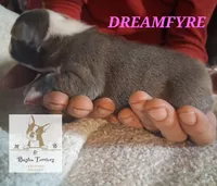 Dreamfyre-AKC, a female Boston Terrier for sale in Colorado Springs, CO – Photo 5 of 6