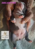 Dreamfyre-AKC, a female Boston Terrier for sale in Colorado Springs, CO – Photo 6 of 6