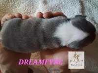 Dreamfyre-AKC, a female Boston Terrier for sale in Colorado Springs, CO – Photo 3 of 6