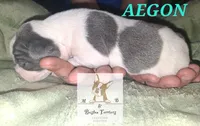 Aegon-AKC, a male Boston Terrier for sale in Colorado Springs, CO – Photo 4 of 6
