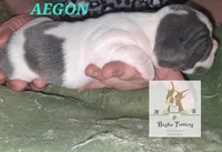 Aegon-AKC, a male Boston Terrier for sale in Colorado Springs, CO – Photo 5 of 6