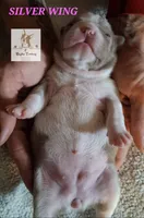 Silver Wing, a female Boston Terrier for sale in Colorado Springs, CO – Photo 6 of 6