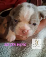 Silver Wing, a female Boston Terrier for sale in Colorado Springs, CO – Photo 2 of 6