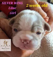 Silver Wing, a female Boston Terrier for sale in Colorado Springs, CO – Photo 1 of 6